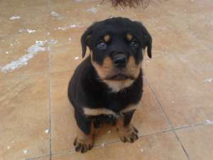 Vand catel rottweiler