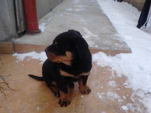 Vand catel rottweiler