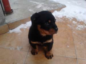Vand catel rottweiler