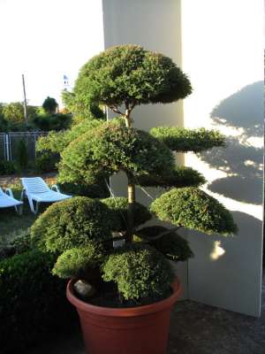 bonsai de gradina