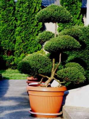 bonsai de gradina