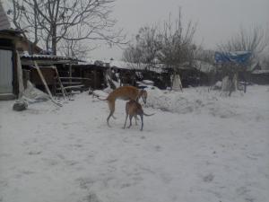 vand ogar