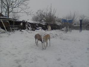 vand ogar