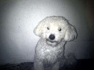 Bichon Frise