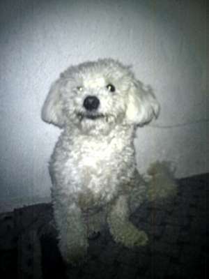 Bichon Frise