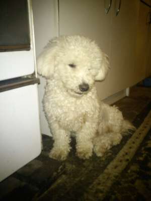 Bichon Frise