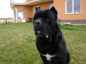 Vand Pui CANE CORSO EXCEPTIONALI