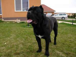 Vand Pui CANE CORSO EXCEPTIONALI