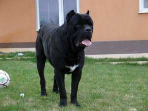 Vand Pui CANE CORSO EXCEPTIONALI