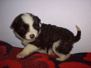 Catelusa Border collie