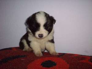 Catelusa Border collie