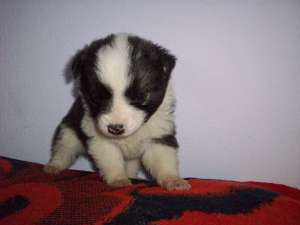 Catelusa Border collie