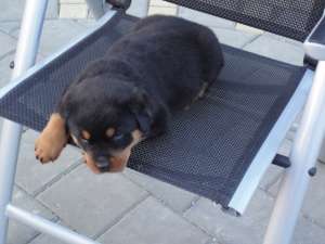 Vand Pui Rottweiler , talie mare , proveniti din parinti cu Pedigree Germania ,  2luni ,  vaccinati 