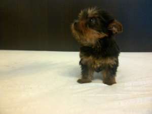 Yorkshire Terrier