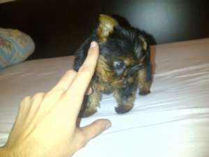 Yorkshire Terrier