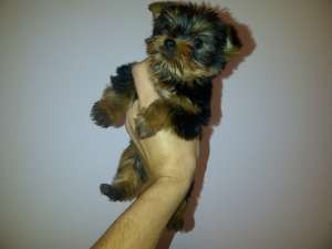 Yorkshire Terrier