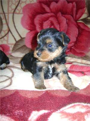 Yorkshire mini toy