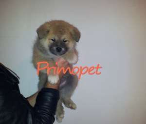 Va oferim spre vanzare Akita Inu Japonez