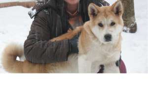 PIERDUT CAINE Rasa:AKITA INU,   Culoare:ROSCAT cu ALB,   IASI