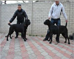 vand cane corso