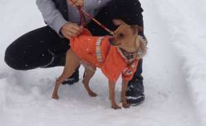 Ofer pinscher pitic monta Timisoara