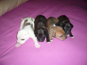 puii amstaff