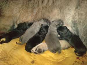 CATEI DE CIOBANESC CAUCAZIAN CU PEDIGREE TIP A DE EXCEPTIE  DIN PARINTI CAMPIONI SI BUNICI MULTI CAM