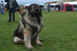CATEI DE CIOBANESC CAUCAZIAN CU PEDIGREE TIP A DE EXCEPTIE  DIN PARINTI CAMPIONI SI BUNICI MULTI CAM
