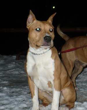 Femela amstaff