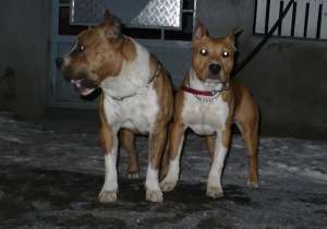 Femela amstaff