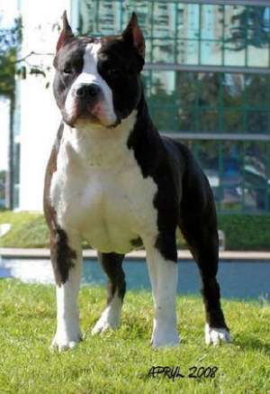 Femela amstaff