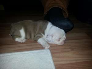 Vand femela bulldog francez,  2 luni