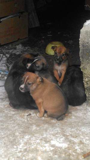 ofer urgent  pui boxerita corciti