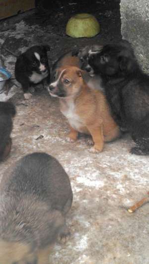 ofer urgent  pui boxerita corciti