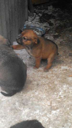ofer urgent  pui boxerita corciti