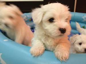Bichon bolognez Cluj
