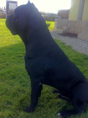 OFER MASCUL CANE CORSO PENTRU MONTA, EXEMPLAR DEOSEBIT, FOARTE PUTERNIC, PEDIGREE.