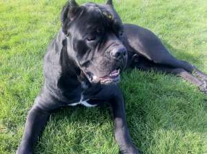 OFER MASCUL CANE CORSO PENTRU MONTA, EXEMPLAR DEOSEBIT, FOARTE PUTERNIC, PEDIGREE.