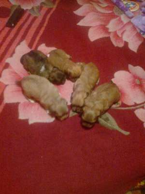 vand catei pechinez cu bichon  superbi si foarte jucausi relati la tel 0760915523