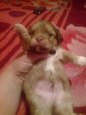 vand catei pechinez cu bichon  superbi si foarte jucausi relati la tel 0760915523