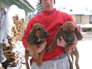 Fila Brasileiro