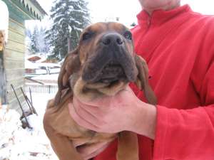 Fila Brasileiro