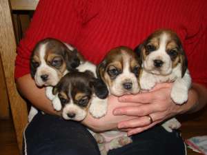 pui beagle de calitate