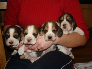 pui beagle de calitate