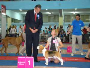 MASCUL BEAGLE CAMPION  PENTRU MONTĂ