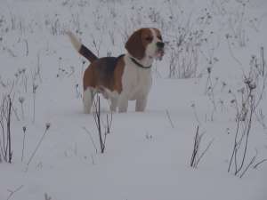 MASCUL BEAGLE CAMPION  PENTRU MONTĂ