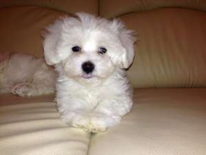 VAND URGENT PUI BICHON MALTEZ,    MASCUL 100 EURO