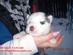 VAND PUI HUSKY SIBERIAN