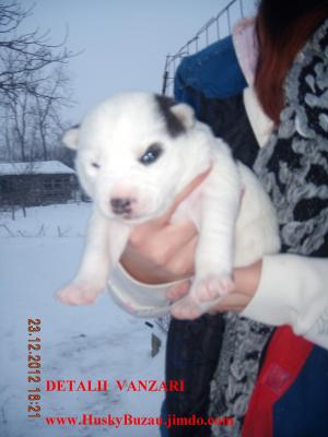 VAND PUI HUSKY SIBERIAN