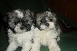 Shih tzu vanzare